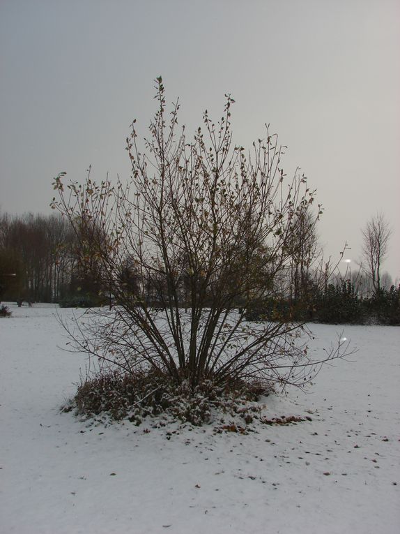 THE WINTER 2010 OR THE WHITE HELL. Sélection de photographies prises entre le 2 décembre et le 19 décembre 2010 à l'Etang de Fouilloy, la Place de la République de Corbie et la Somme.
Photos prises avec un SONY DSC-H2.  (C) DAVID NOGENT/ADAGP. A