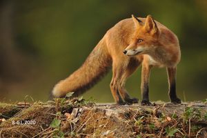 Pour en savoir (un peu) plus sur le Renard