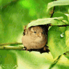 Les animaux sous la pluie ?