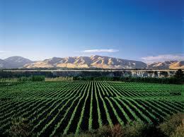 #Chardonnay Producer Auckland Region Vineyards New Zealand 2