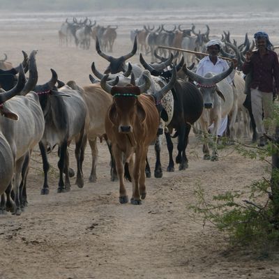 Deux semaines au Gujarat - 3 : Zainabad