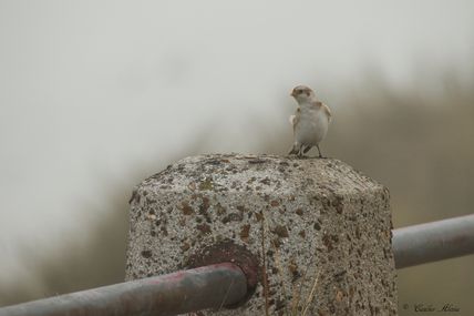 Bruant des neiges (Plectrophenax nivalis)