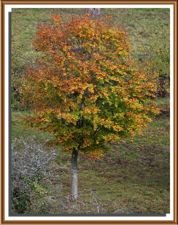 Couleurs d'automne non confinées