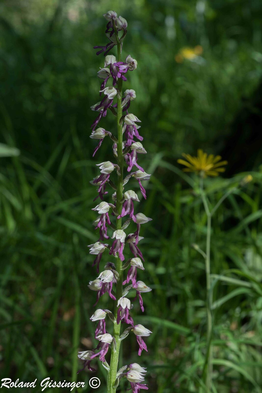 Hybride Orchis militaris avec  l’Orchis pourpre,  Orchis purpurea  (1et 2) ou l’Orchis homme pendu, Orchis anthropophora et Orchis singe, Orchis simia.