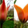 Tulipa, la Tulipe...