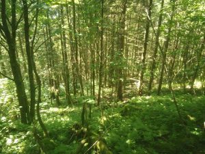 On a beau avoir une petite portion sous les arbres, ça grimpe dur.