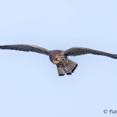 Un rapace qui fait du sur place pour chasser