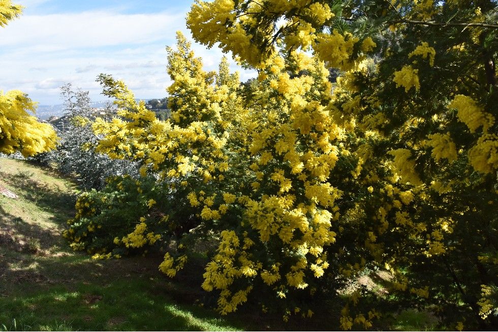 DANS LA PLUS GRANDE FORET DE MIMOSA D’EUROPE