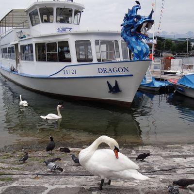 Dragon bleu à Lucerne...