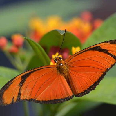 Dryas iulia alcionea