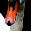 Portrait de cygne