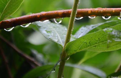 La pluie de Juillet