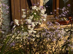 L'agapanthe "queen mum" est très élégante avec ses fleurs blanches et bleues.