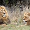 Où se procurer des vidéos sur la vie des lions ?