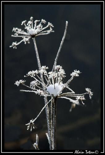 Album - Treve-sous-la-neige