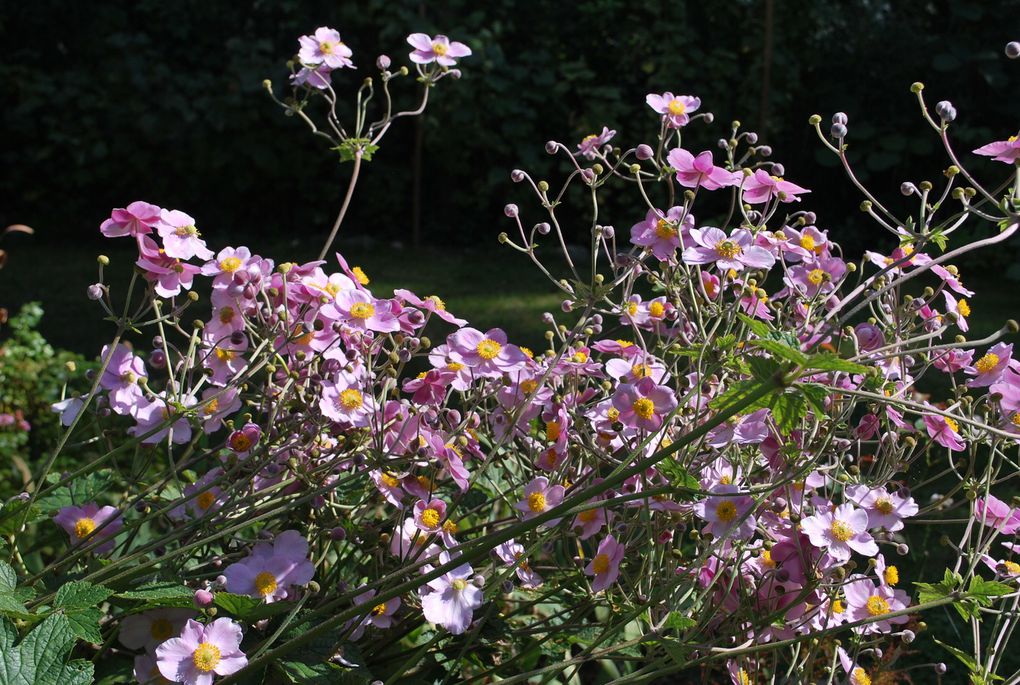 Voici quelques unes des fleurs que l'on peut admirer dans le jardin ces jours-ci. Les roses ne sont pas représentées ici mais la plupart des pieds sont fleuris aussi.