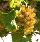 #Roussanne Producers South Coast California Vineyards 