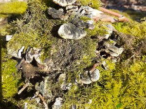 A défaut de photo de la coccinelle, voici des champignons et des débroussailleurs. Monique, d'un bon pas, vient nous rendre visite.