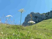 Au col de la Ruchère, vue sur le Petit Som. La prairie converge sous la cheminée d'accès au sommet. Dans la montée, le sommet du Petit Som et Chamechaude.