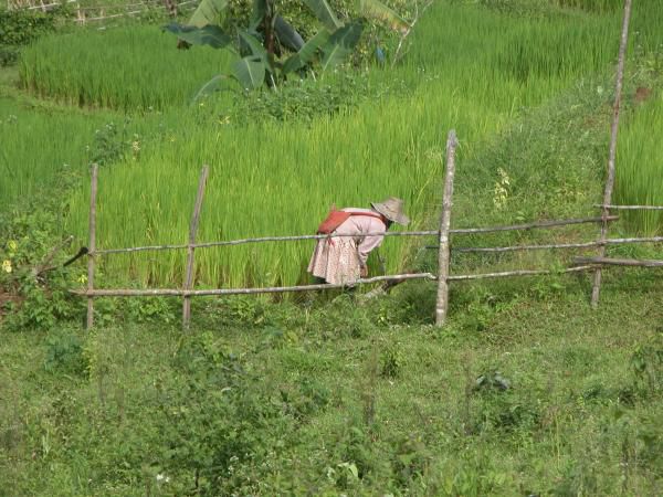 Juillet - Aout 2005
Voyage en Thailande, au Laos et au Cambodge