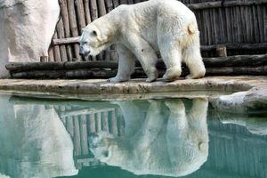 Comment le zoo d'Amnéville a tenté d'envoyer le cadavre d'un ours polaire à la déchetterie