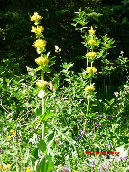 Quelques photos de gentianes du Haut Jura prisent dans toutes sa splendeur lors de sa floraison au mois de Juillet.