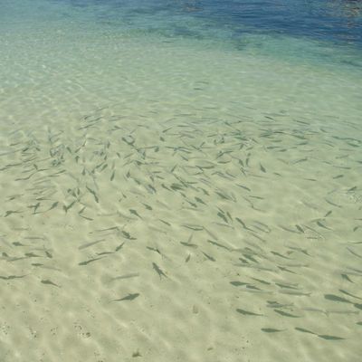 Coup de pêche à Nouméa ...