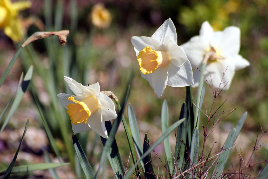 Fleurs de printemps de mon jardin ou des jardins de mes amies...