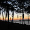 Banc d' Arguin vu de la forêt