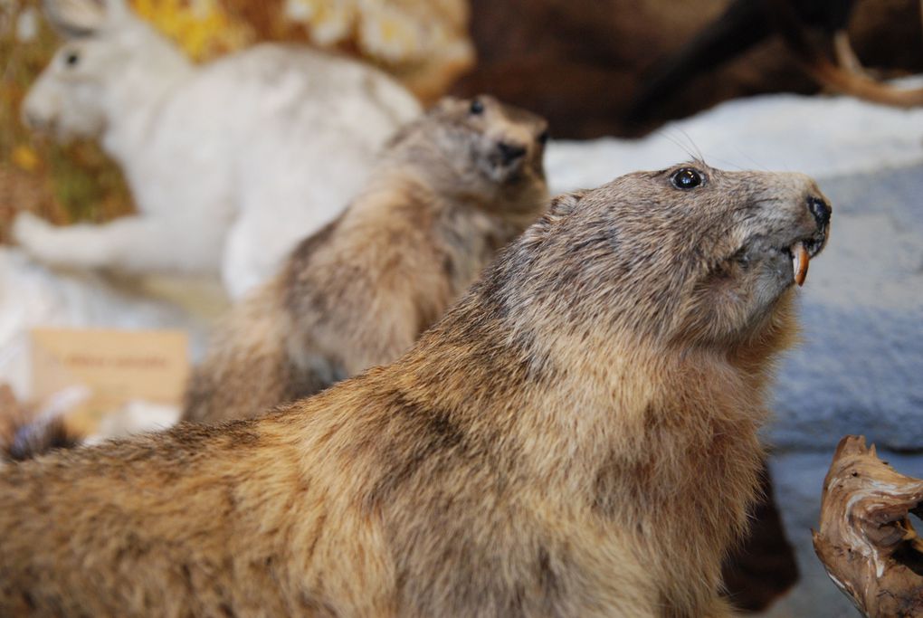 Activités artistiques à la maison de la réserve ce mardi pour un groupe de CM1.
Les enfants choisissaient un gabarit en bois représentant un animal de la faune local, puis  le peignaient au plus proche de la réalité.