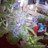 Toi aussi cuisine avec Cerebos et gagne ton sel ! (recette et concours inside) - Lulu from Montmartre