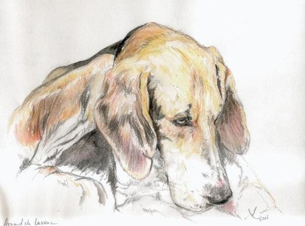 Lavis, aquarelles pastels et crayon aquarellable de chiens de meute