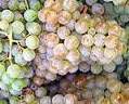 #Pinot Blanc Producers Alsace France page 3