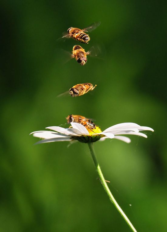 Ophrys abeille, orchis bouc, grandes marguerites, syrphes.