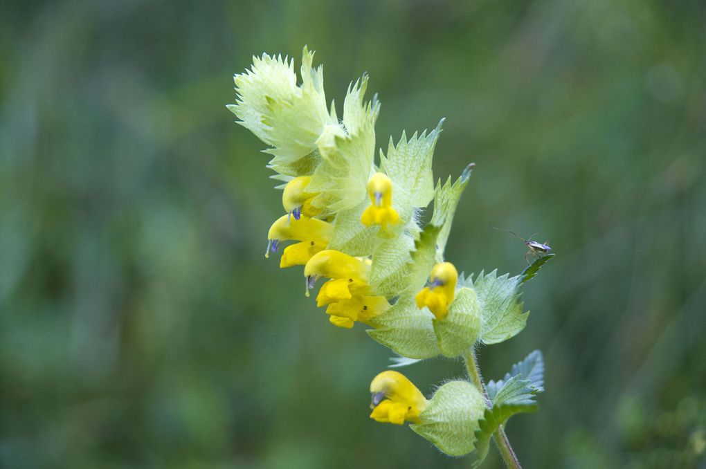 Album - MACRO FLEURS