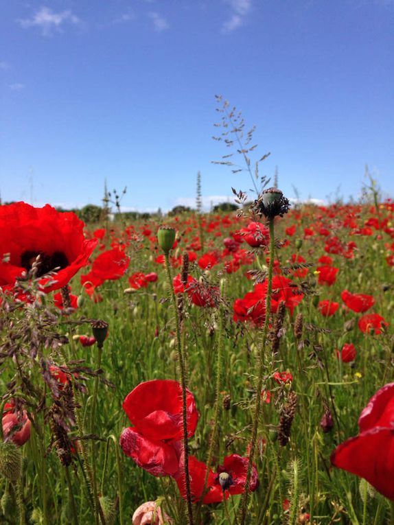 Coquelicots à gogo...