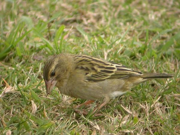 Pour l'ann&eacute;e 2006, l'association Nature &amp; Patrimoine a comptabilis&eacute; 42 oiseaux nicheurs :&nbsp; 19 indig&egrave;nes et 23 introduits. A travers les fiches Patrimoine &agrave; pr&eacute;server, nous vous proposons ici de d&eacute;couvrir les esp&egrave;ces end&eacute;miques de La R&eacute;union, puis les esp&egrave;ces indig&eacute;nes et enfin les fiches&nbsp; introduites.