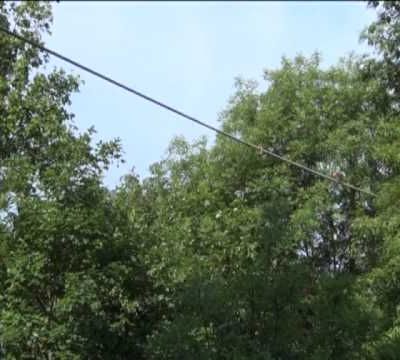 Des écuroducs pour sauver les écureuils roux...