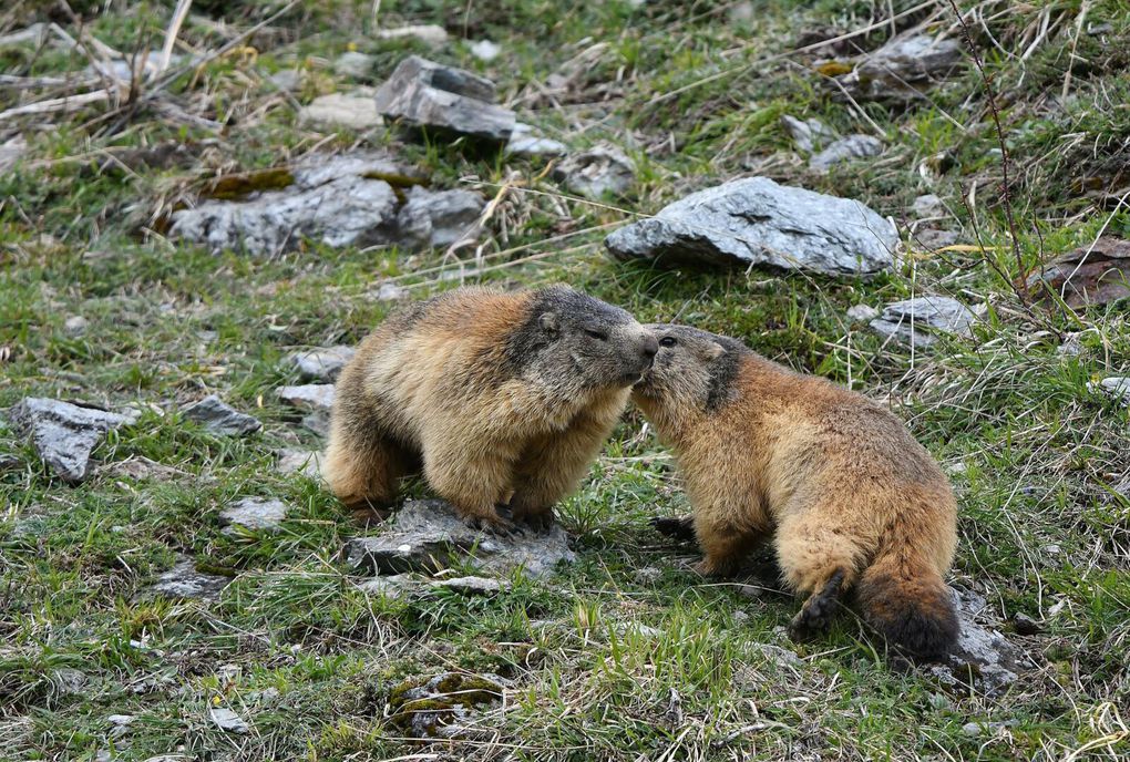Quand elle se réveille la marmotte serait de mauvais poil ! Salutations, lutte pour le territoire et les femelles qui s'y trouvent, paradade nuptiale, ...?