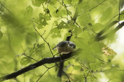 Sittelle torchepot (Sitta europaea)