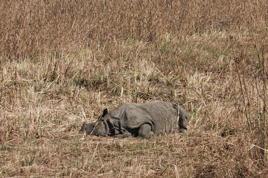 NEPAL - CHITWAN - SAURAHA