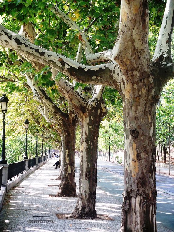 Album - Paseo-del-Canal--Zaragoza-