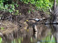 Pantanal Wilderness (Brésil en  camping-car)