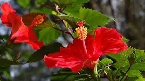 Co-wash naturel à l'hibiscus et aux huiles essentielles