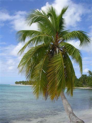 Mon voyage en 2006 en RP de trois semaines péninsule de samana, cabarette et bayahibe avec excursion géniale à l'ile de saona