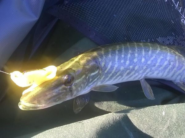 Sifflet et baby bass, tous pris en texan dans les nénuphars en bordure de l'étang.