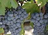 #Rapsodia Producers Chilie Vineyards
