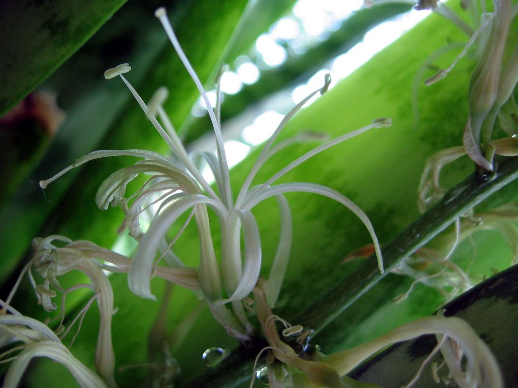 Les plantes et fleurs de mon jardin