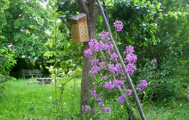 Partez à la découverte de la biodiversité qui se cache dans votre jardin