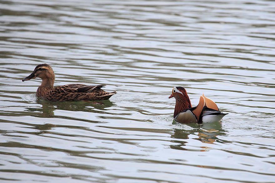 Album - Faune-Oiseau-7